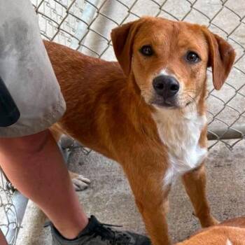 Macy - SH 7/22 -  Mixed Breed Dog for Adoption in Huntington, West Virginia - Macy - SH 7/22 | PetCurious