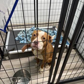 Kossie -  Terrier and Mixed Breed Dog for Adoption in St. Louis, Missouri - Kossie | PetCurious