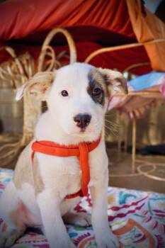 Spot -  Border Collie and Labrador Retriever Dog for Adoption in San Diego, California - Spot | PetCurious