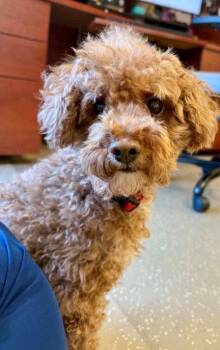 Bucky -  Poodle Dog for Adoption in Fort Wayne, Indiana - Bucky | PetCurious