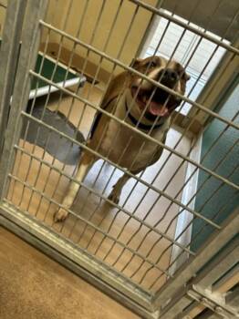 SARAH -  Boxer and Mixed Breed Dog for Adoption in Texas City, Texas - SARAH | PetCurious