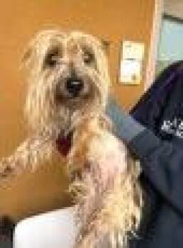 Scottish Terrier and Yorkshire Terrier Dogs Available for Adoption - Amber | PetCurious