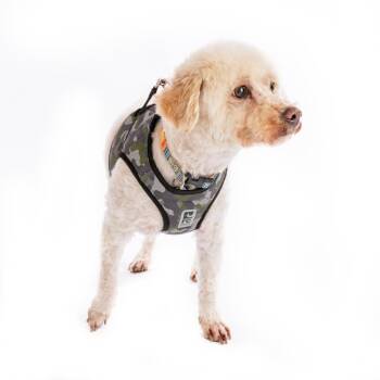 Jimmy Perez 10622 -  Poodle and Mixed Breed Dog for Adoption in San Francisco, California - Jimmy Perez 10622 | PetCurious