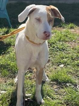 Catahoula Leopard Dog Dogs Available for Adoption - Sweetness | PetCurious