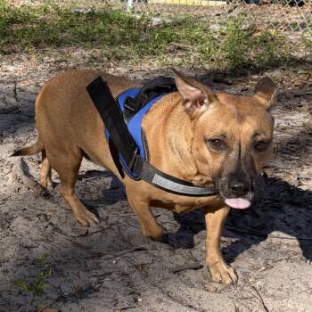 Mixed Breed Dogs Available for Adoption in Gainesville, Florida - Bailey | PetCurious