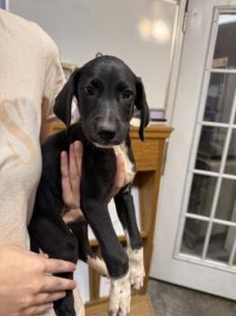 Joey -  Mixed Breed Dog for Adoption in West Chester, Pennsylvania - Joey | PetCurious