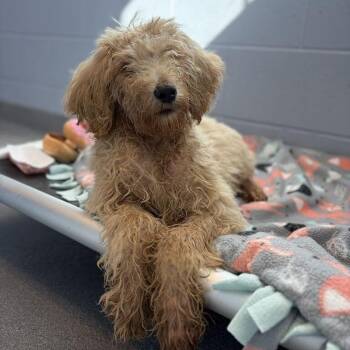 Fred Durst -  Goldendoodle and Mixed Breed Dog for Adoption in Canal Winchester, Ohio - Fred Durst | PetCurious