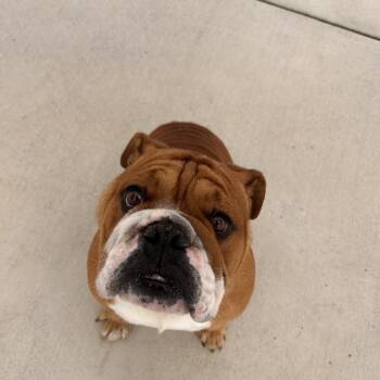 Buster -  English Bulldog Dog for Adoption in Harrisonburg, Virginia - Buster | PetCurious