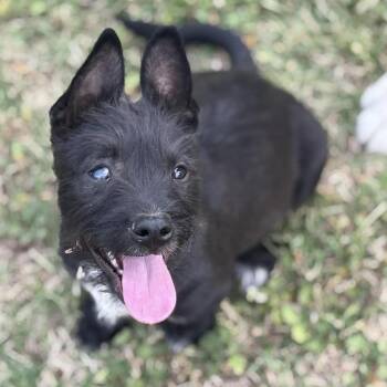 Terrier and Mixed Breed Dogs Available for Adoption in Pelham, New Hampshire - Evie  | PetCurious