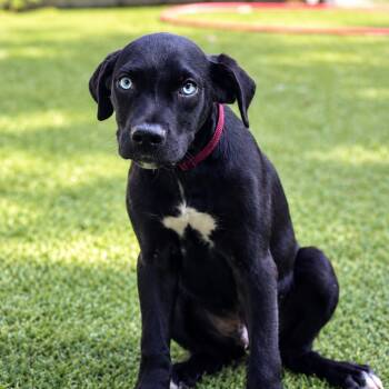 Michael Jackson_Grimm -  Black Labrador Retriever and Mixed Breed Dog for Adoption in Smithfield, North Carolina - Michael Jackson_Grimm | PetCurious