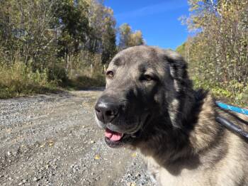 Rescue Anatolian Shepherd Dogs for Adoption in Greater Sudbury, Ontario - Little Foot | PetCurious