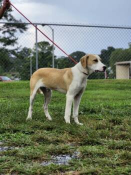 Rescue Terrier Dogs for Adoption in Cleveland, Tennessee - Darwin | PetCurious