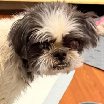 Shih Tzu Dogs Available for Adoption - Brewster | PetCurious