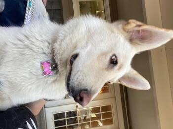 Rescue German Shepherd Dog Dogs for Adoption in Kansas City, Missouri - Snow-CL | PetCurious