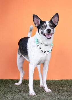 TANGO -  Rat Terrier and Mixed Breed Dog for Adoption in Doral, Florida - TANGO | PetCurious