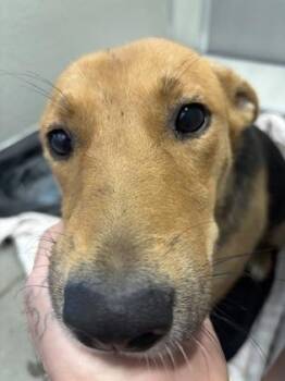 CandyCorn -  German Shepherd Dog and Mixed Breed Dog for Adoption in Fresno, California - CandyCorn | PetCurious