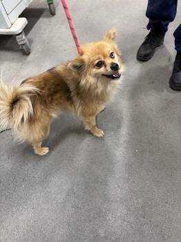 Pomeranian and Siberian Husky Dogs Available for Adoption - TRES | PetCurious