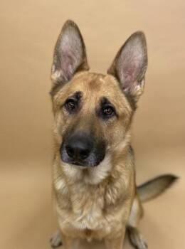 German Shepherd Dog and Mixed Breed Dogs Available for Adoption - Rome | PetCurious