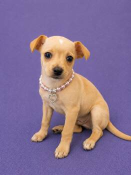 Daisy -  Chihuahua and Miniature Pinscher Dog for Adoption in Lodi, California - Daisy | PetCurious
