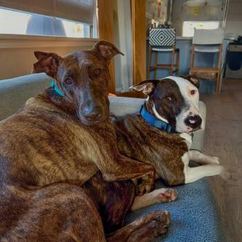 Bull Terrier and Australian Cattle Dog Blue Heeler Dogs Available for Adoption in Los Angeles, California - Enzo & Parker -the Sweetest Bonded Brother You Will Ever Meet | PetCurious