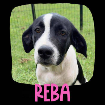 Rescue Anatolian Shepherd and Pit Bull Terrier Dogs for Adoption in Tulsa, Oklahoma - Reba | PetCurious
