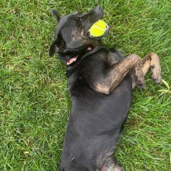 Rescue Shepherd and Black Labrador Retriever Dogs for Adoption in Kansas City, Missouri - Buddy | PetCurious