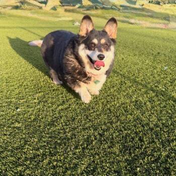 Corgi Dogs Available for Adoption - Vivian | PetCurious