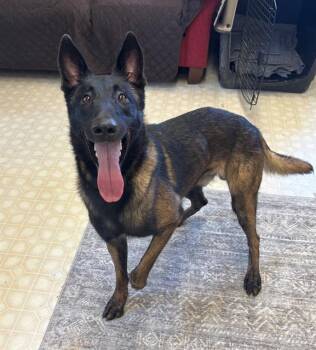 FREDDY -  Belgian Shepherd Malinois Dog for Adoption in Charlotte, North Carolina - FREDDY | PetCurious