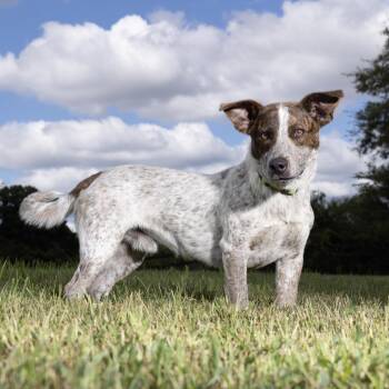 Cannoli -  Mixed Breed Dog for Adoption in Franklin, Tennessee - Cannoli | PetCurious
