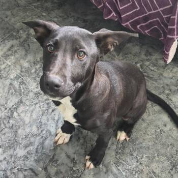 Smallest Breed Of Rabbit 6 Available Chihuahua and Mixed Breed Dogs for Adoption near Moses Lake ...