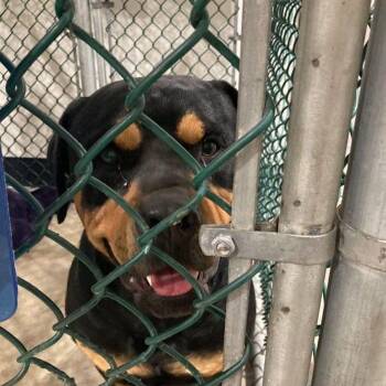 Rottweiler Dogs Available for Adoption in Lake Havasu City, Arizona - Big Boy | PetCurious