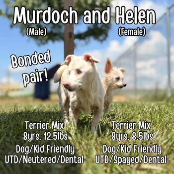 Rescue Yorkshire Terrier Dogs for Adoption in Lancaster, Kentucky - Helen | PetCurious