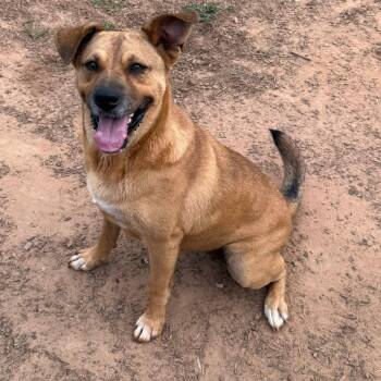Bella -  Labrador Retriever Dog for Adoption in Pembroke, Massachusetts - Bella | PetCurious