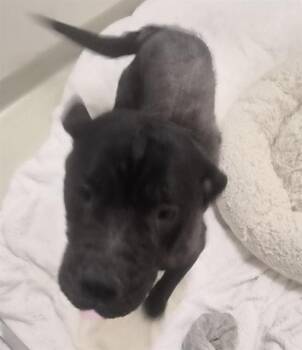 A199452 -  Pit Bull Terrier Dog for Adoption in Fremont, California - A199452 | PetCurious