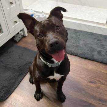 Rizzy -  American Staffordshire Terrier Dog for Adoption in Beulaville, North Carolina - Rizzy | PetCurious