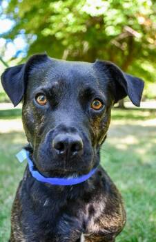Paul -  American Staffordshire Terrier and Labrador Retriever Dog for Adoption in Yakima, Washington - Paul | PetCurious