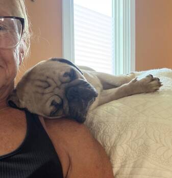 Pugsley -  Pug Dog for Adoption in Merrillville, Indiana - Pugsley | PetCurious