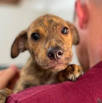 Silvio (20260716-05) -  Mixed Breed Dog for Adoption in Niagara Falls, Ontario - Silvio (20260716-05) | PetCurious
