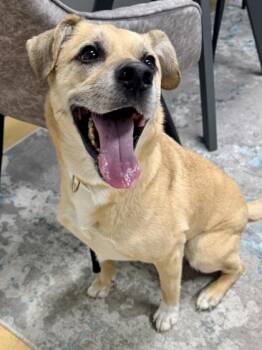 Shepherd and Terrier Dogs Available for Adoption in Cincinnati, Ohio - AJ | PetCurious