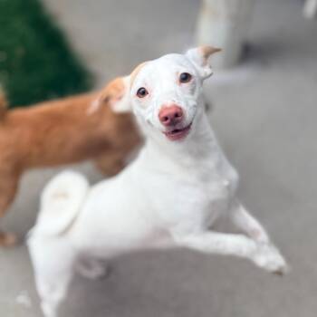 Chihuahua Dogs Available for Adoption in Redwood Valley, California - Lucy | PetCurious