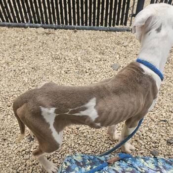 Matty -  Mixed Breed Dog for Adoption in Philadelphia, Pennsylvania - Matty | PetCurious