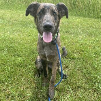 Stout -  Catahoula Leopard Dog Dog for Adoption in Allegan, Michigan - Stout | PetCurious