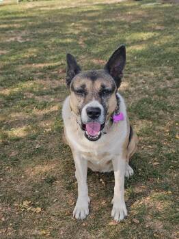 Cleo -  Border Collie and German Shepherd Dog Dog for Adoption in Breinigsville, Pennsylvania - Cleo | PetCurious