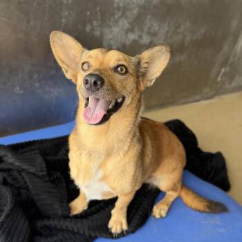 Jack -  Terrier and Mixed Breed Dog for Adoption in Corpus Christi, Texas - Jack | PetCurious