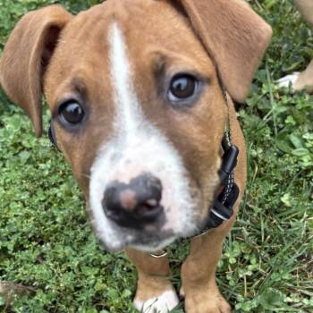 Rain -  Boxer and Pit Bull Terrier Dog for Adoption in Mooresville, Indiana - Rain | PetCurious