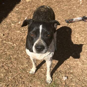 Mixed Breed Dogs Available for Adoption - Tess | PetCurious