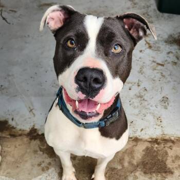 Bella -  Pit Bull Terrier Dog for Adoption in Mansfield, Texas - Bella | PetCurious