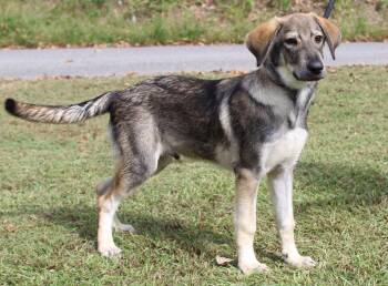 Jaxon 44399 -  Shepherd and Husky Dog for Adoption in Prattville, Alabama - Jaxon 44399 | PetCurious