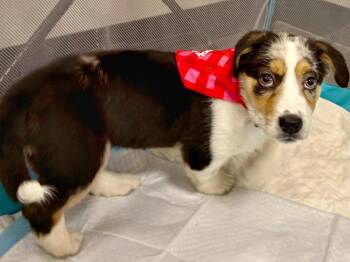 Australian Shepherd and Corgi Dogs Available for Adoption - Peggy | PetCurious