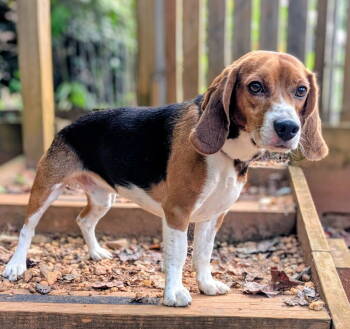 Rescue Beagle Dogs for Adoption in Candler, North Carolina - Sam | PetCurious